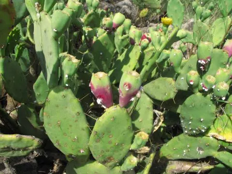 Spiny type, from Okavango floodplain © Photo: Coleen Mannheimer