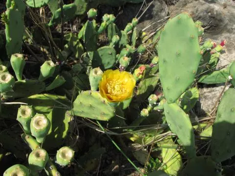 Spiny type, from Okavango floodplain © Photo: Coleen Mannheimer