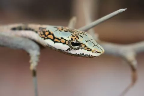 Photo: Francois Theart