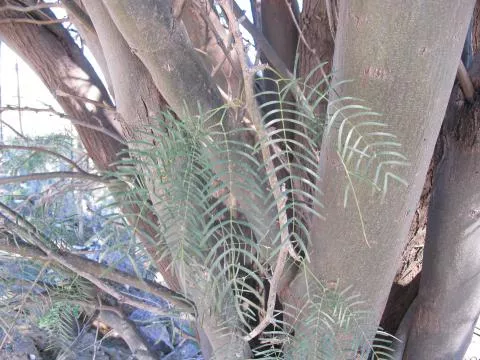 Prosopis chilensis © Photo: Coleen Mannheimer