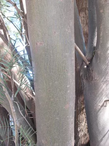 Prosopis chilensis © Photo: Coleen Mannheimer