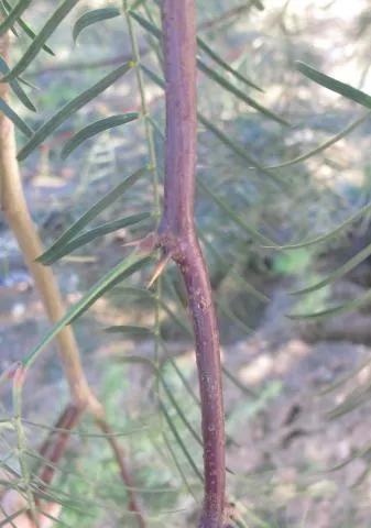 Prosopis chilensis © Photo: Coleen Mannheimer