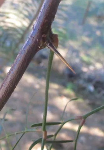 Prosopis chilensis © Photo: Coleen Mannheimer
