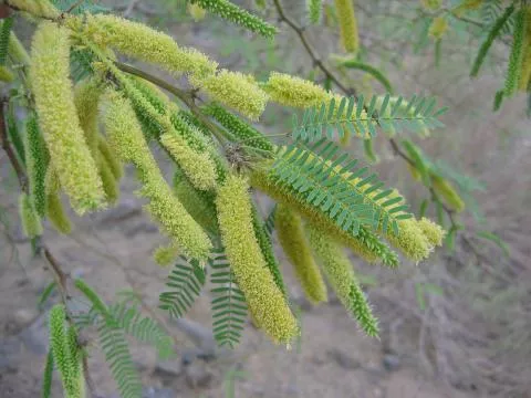 Prosopis glandulosa © Photo: Coleen Mannheimer