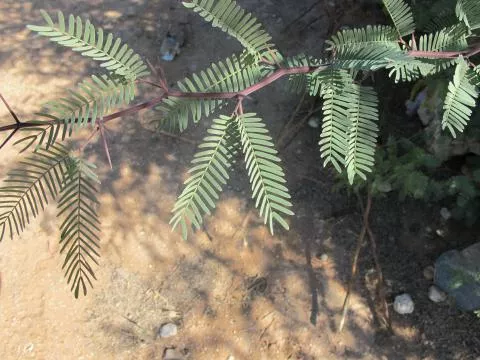 Prosopis glandulosa © Photo: Coleen Mannheimer