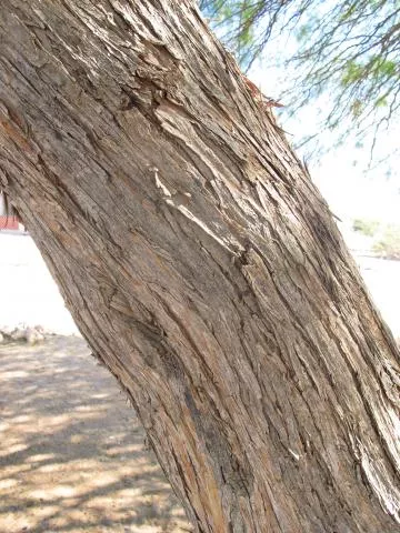 Prosopis glandulosa © Photo: Coleen Mannheimer