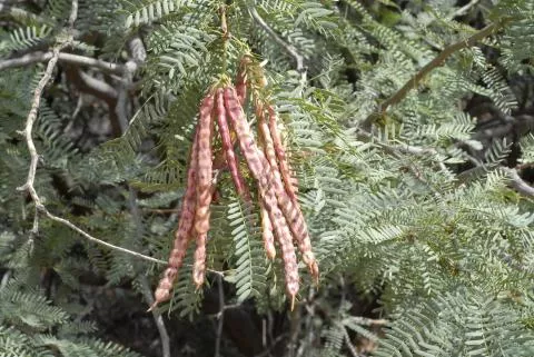 Prosopis glandulosa © Photo: Coleen Mannheimer