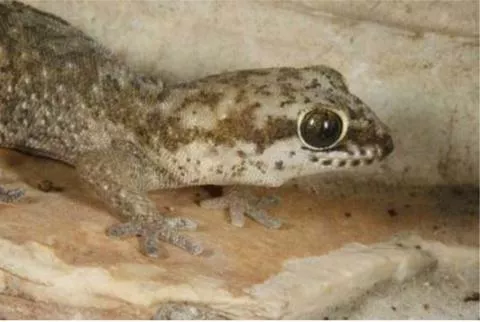 Photo: M O'Shea/K Stratford/Ongava Research Centre