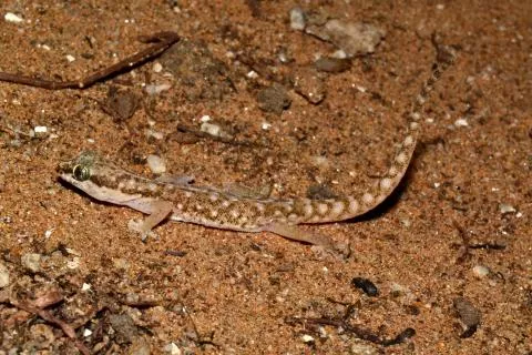 Photo: Francois Becker