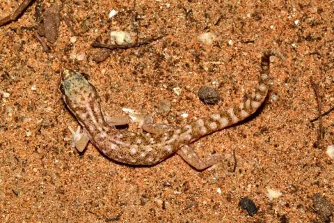 Photo: Francois Becker