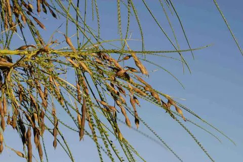 Photo: Coleen Mannheimer