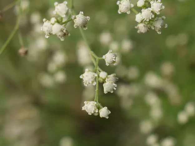 By Dinesh Valke from Thane, India - Parthenium hysterophorus L., CC BY-SA 2.0, https://commons.wikimedia.org/w/index.php?curid=51570508