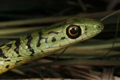 Photo: M O'Shea/K Stratford/Ongava Research Centre