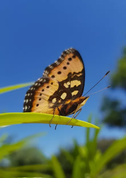 Photo: Alex Singleton