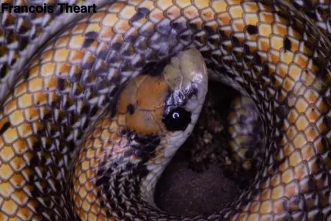 Photo: Francois Theart