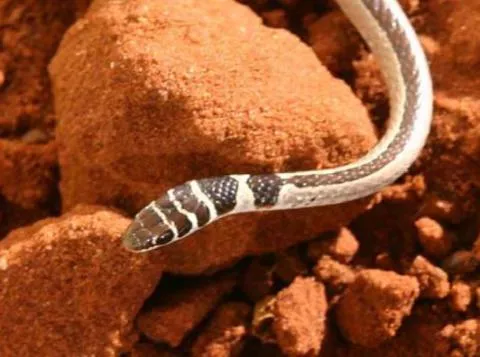 Photo: M O'Shea/K Stratford/Ongava Research Centre