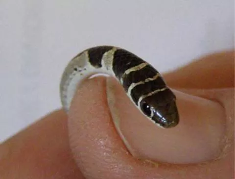 Photo: M O'Shea/K Stratford/Ongava Research Centre