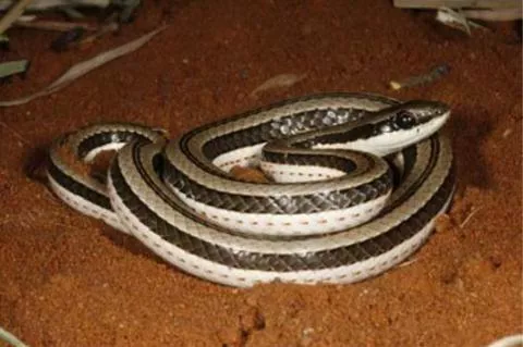 Photo: M O'Shea/K Stratford/Ongava Research Centre