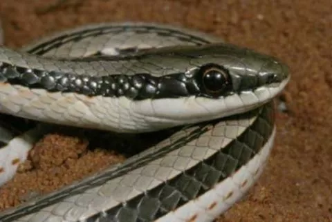 Photo: M O'Shea/K Stratford/Ongava Research Centre