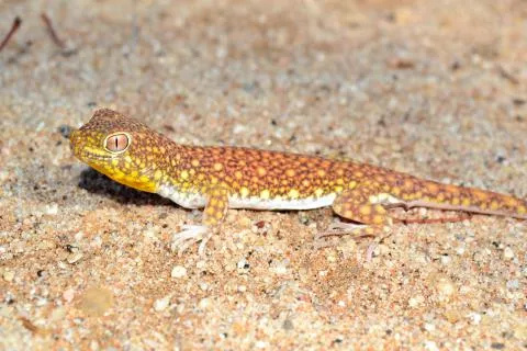 Photo: Francois Becker