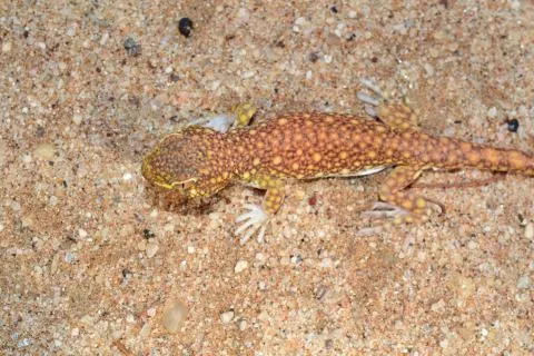 Photo: Francois Becker