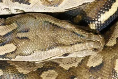 Photo: M O'Shea/K Stratford/Ongava Research Centre