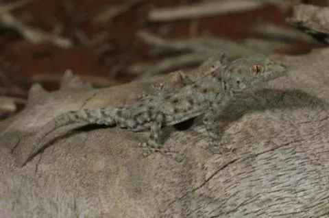 Photo: M O'Shea/K Stratford/Ongava Research Centre