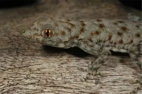 Photo: M O'Shea/K Stratford/Ongava Research Centre