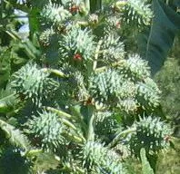 Photo: Coleen Mannheimer