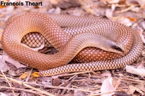 Photo: Francois Theart