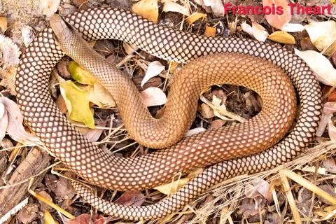 Photo: Francois Theart