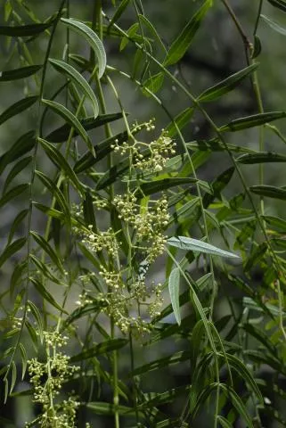 Photo: Coleen Mannheimer