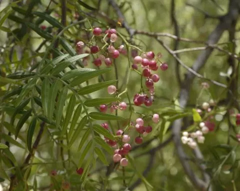 Photo: Coleen Mannheimer