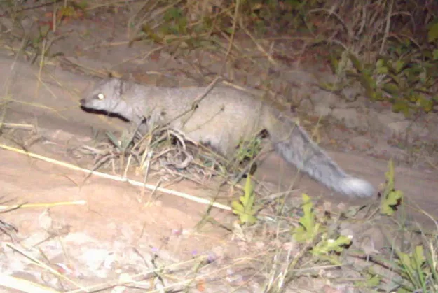 Photo: Kwando Carnivore Project