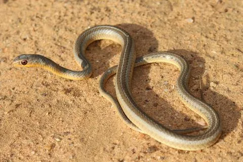 Photo: Francois Theart