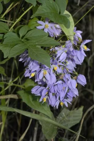 Photo: Coleen Mannheimer