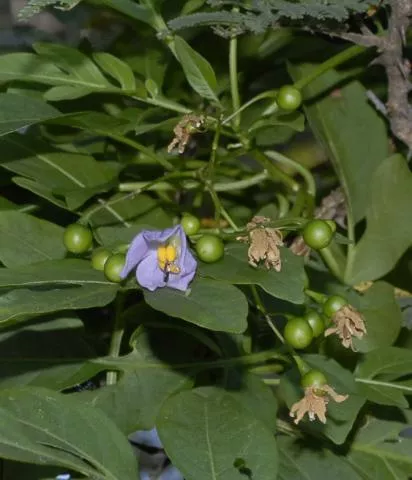 Photo: Coleen Mannheimer