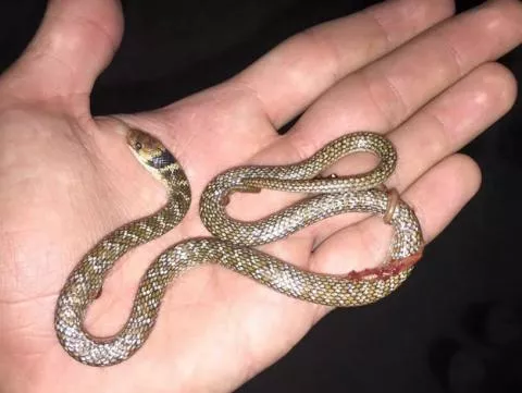 Photo: Francois Theart