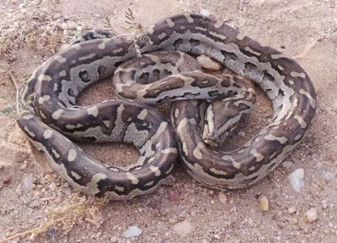 Photo: Francois Theart