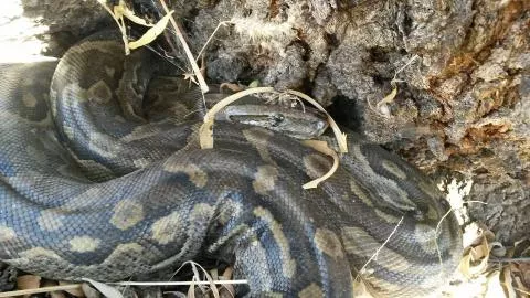 Photo: Francois Theart