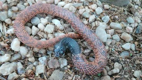 Photo: Francois Theart