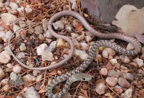 Photo: Francois Theart