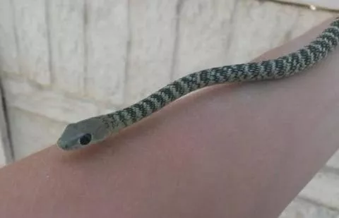 Photo: Francois Theart