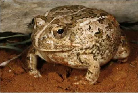 Photo: M O'Shea/K Stratford/Ongava Research Centre