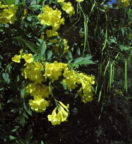 Photo: Coleen Mannheimer