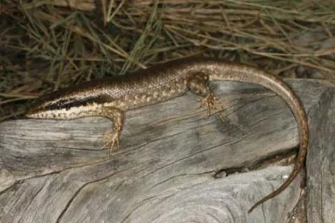 Photo: M O'Shea/K Stratford/Ongava Research Centre