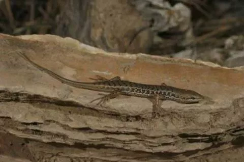 Photo: M O'Shea/K Stratford/Ongava Research Centre