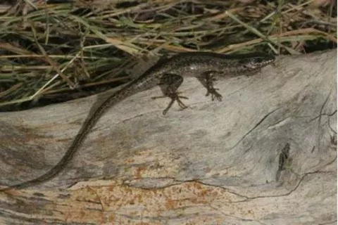 Photo: M O'Shea/K Stratford/Ongava Research Centre