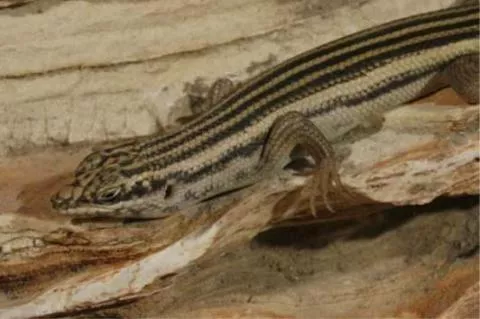 Photo: M O'Shea/K Stratford/Ongava Research Centre