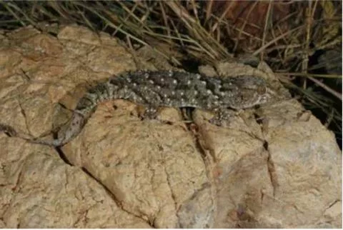 Photo: M O'Shea/K Stratford/Ongava Research Centre